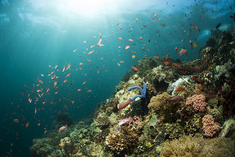 Reef Scene