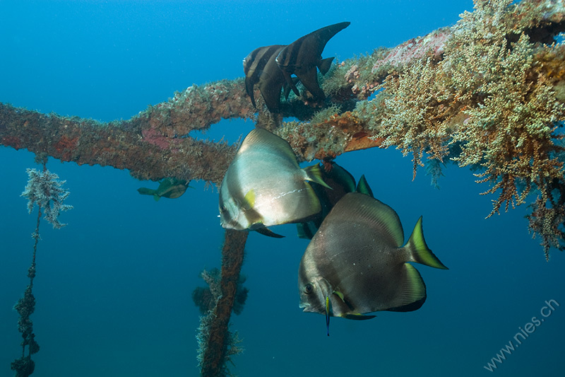 Bat Fish