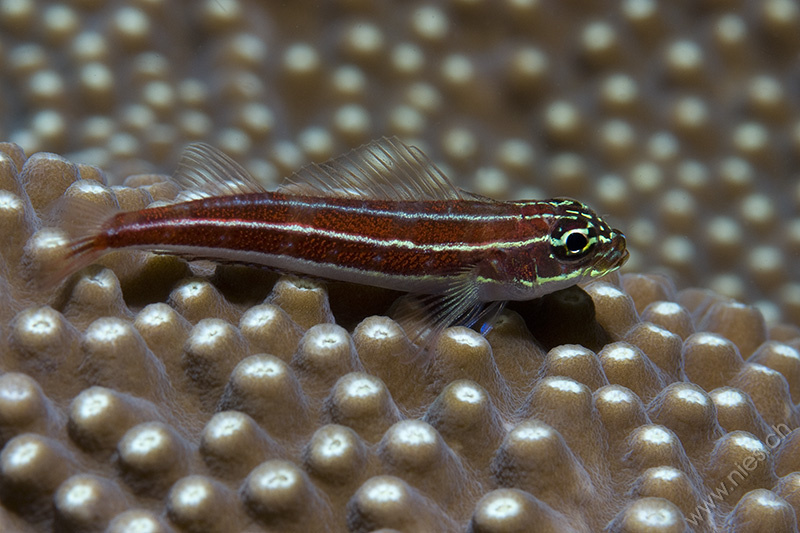 Goby