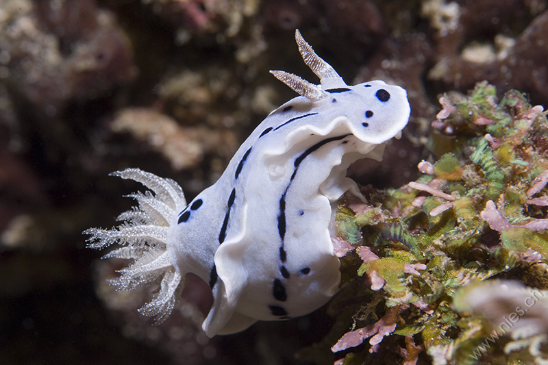 Nudibranch