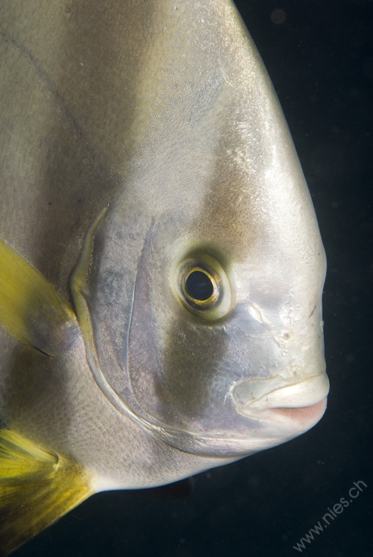 Bat Fish