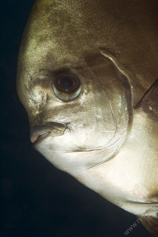 Bat Fish