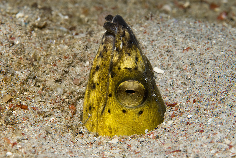 Snake Eel