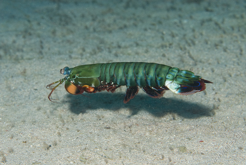 Mantis Shrimp