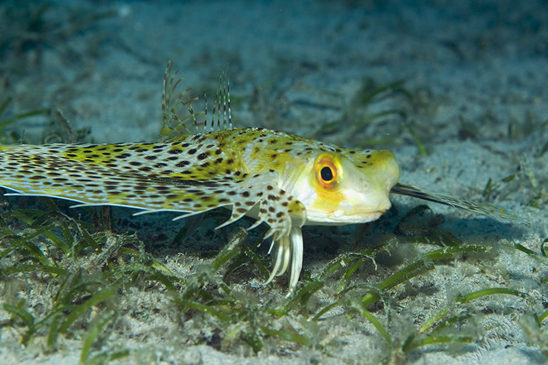 Gurnard