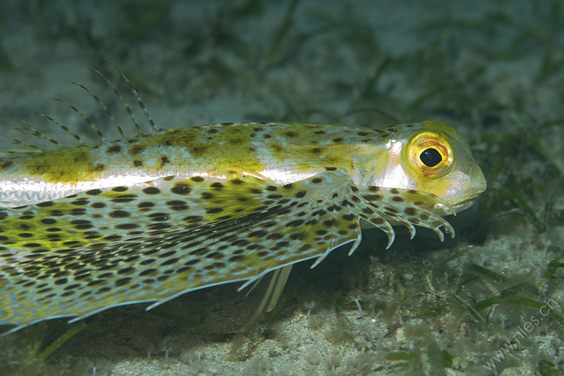 Gurnard