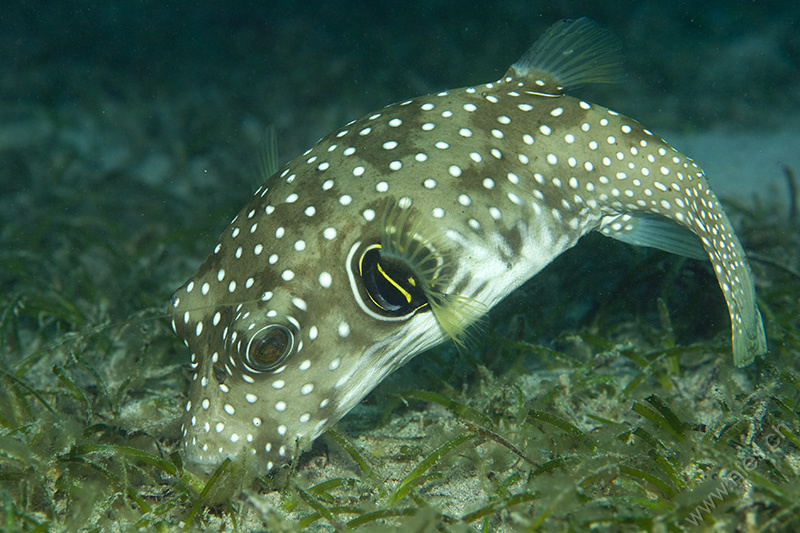 Weissfleck-Kugelfisch