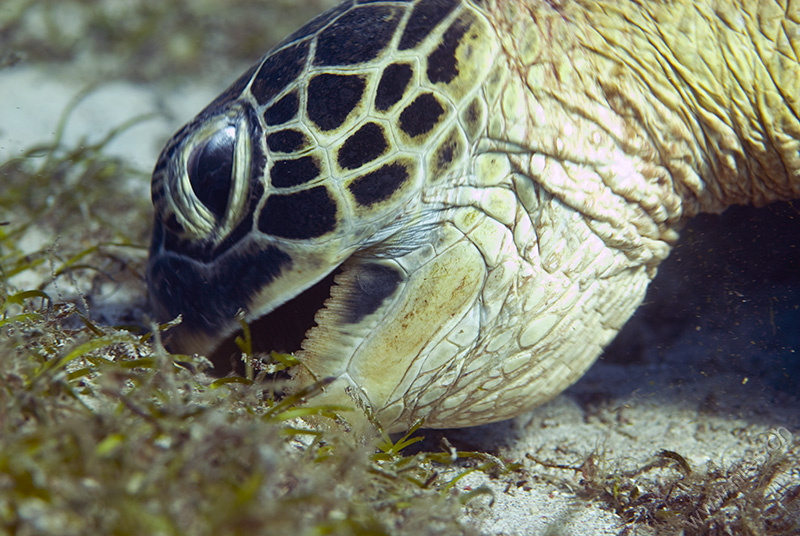 Sea Turtle