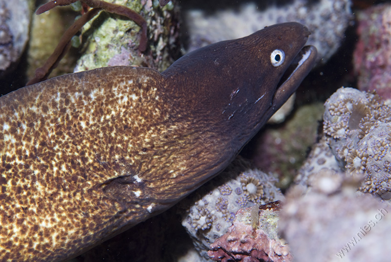 Greyface Moray Eel