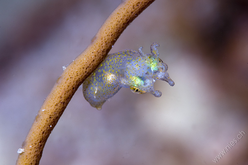 Bobtail Squid 1