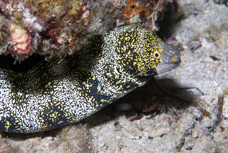 Snowflake Moray Eel