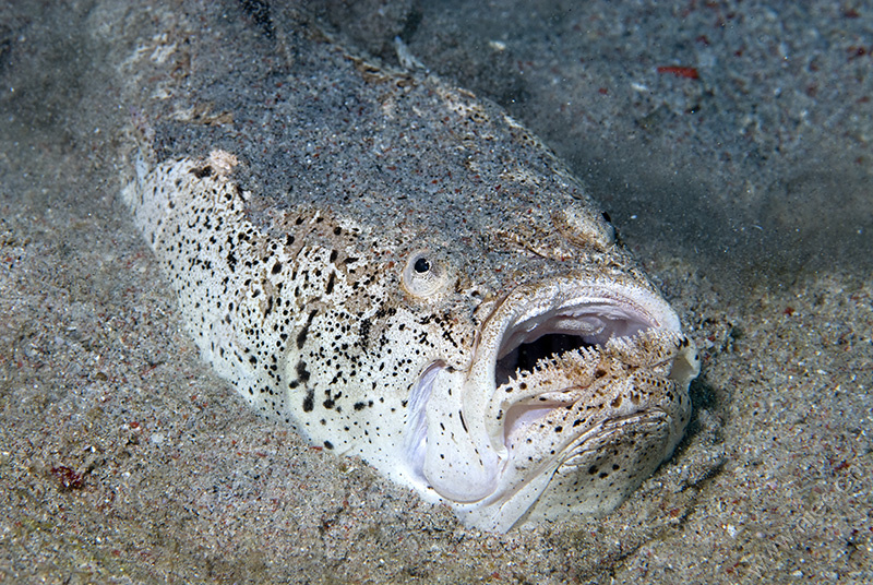 StargazerA whitemargin stargazer (lat. Uranoscopus sulphureus