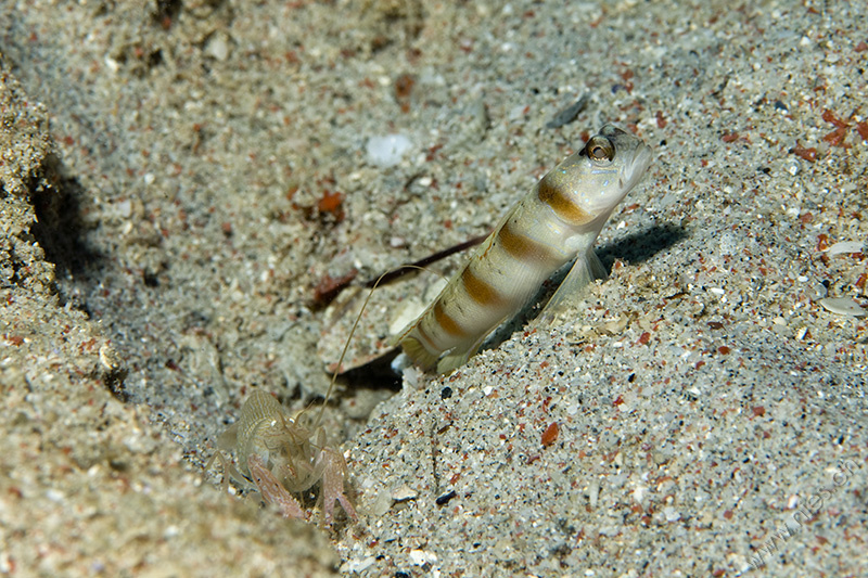 Goby with Pistol Shrimp