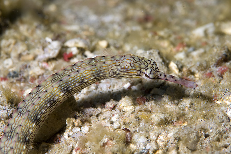 Network Pipefish