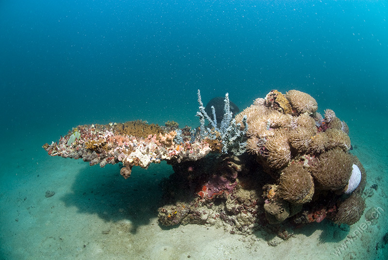 Table Coral