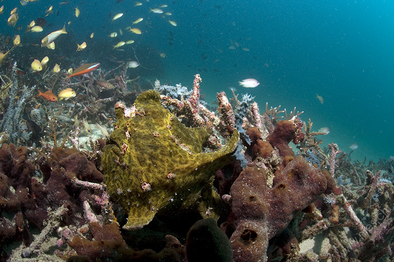 Frogfish