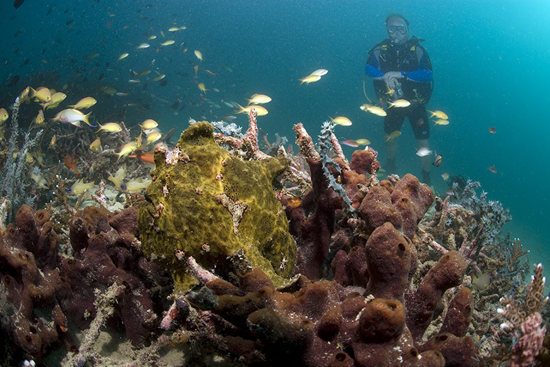 Frogfish