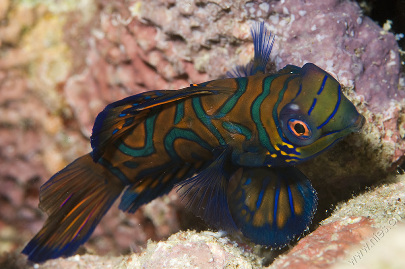 Mandarin Fish