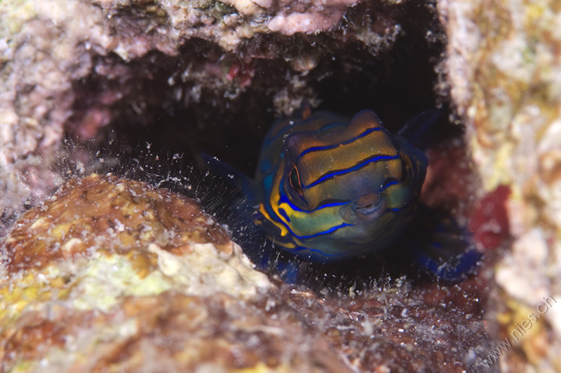 Mandarin Fish