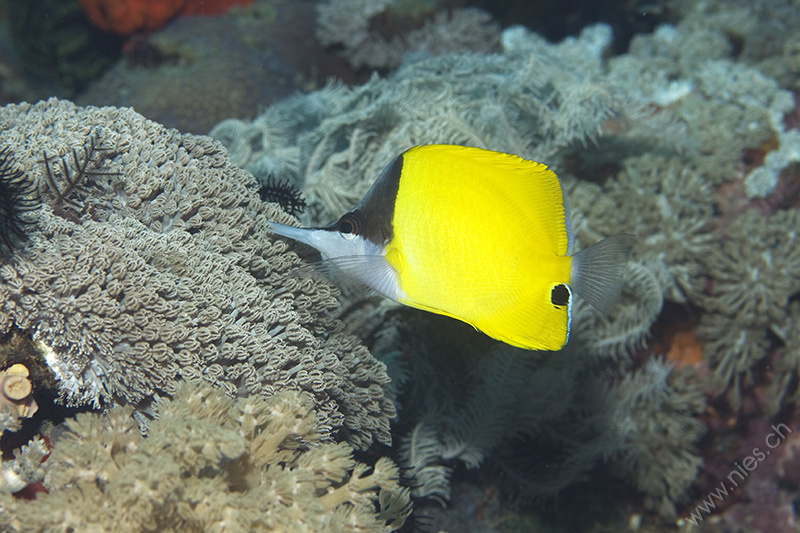 Long-nosed Butterflyfish