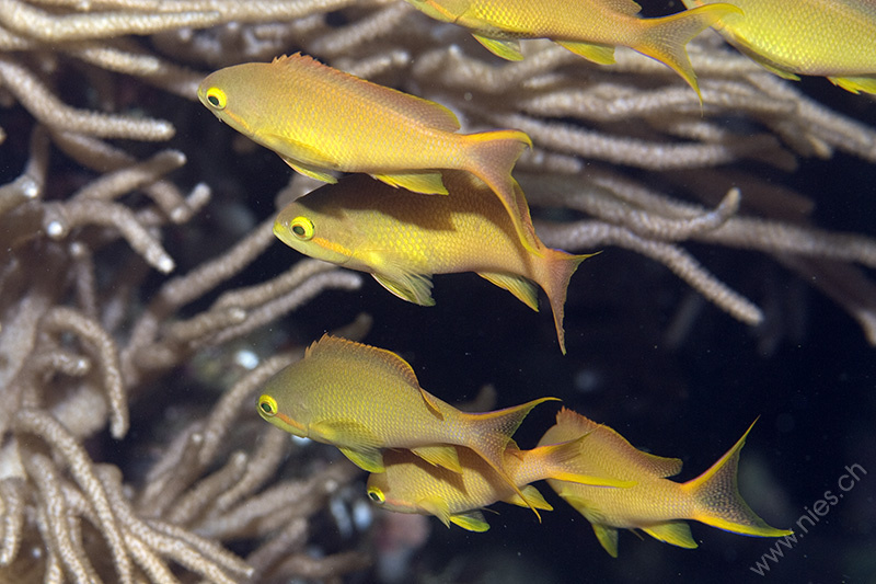 Anthias Females