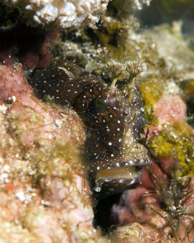 Blenny