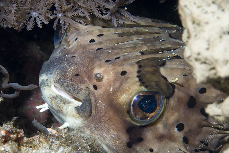 Long-spine Porcupinefish