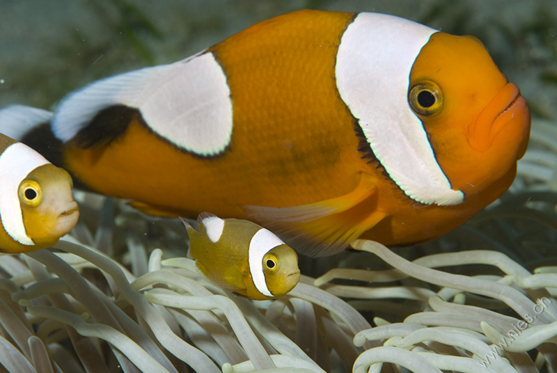 Clownfish Family