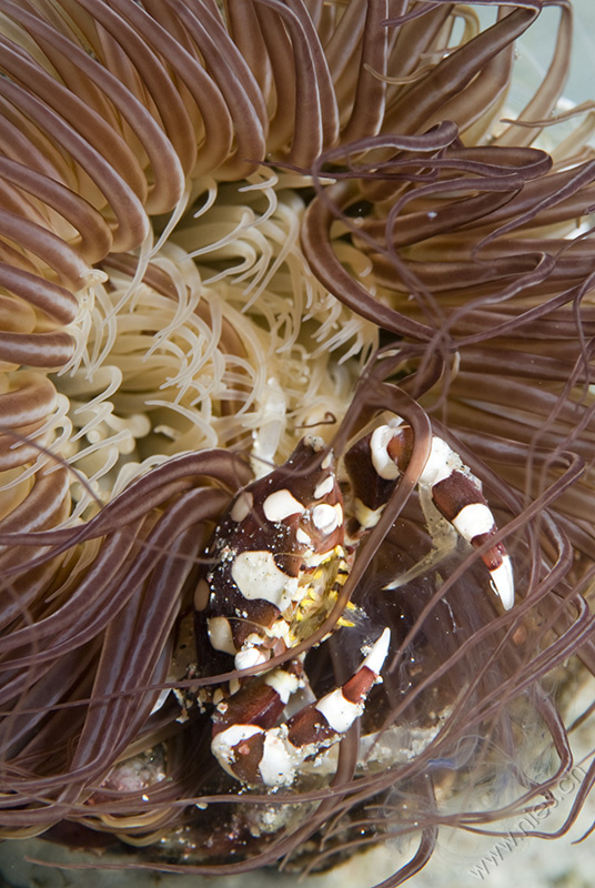 Tube Anemone Swimming Crab