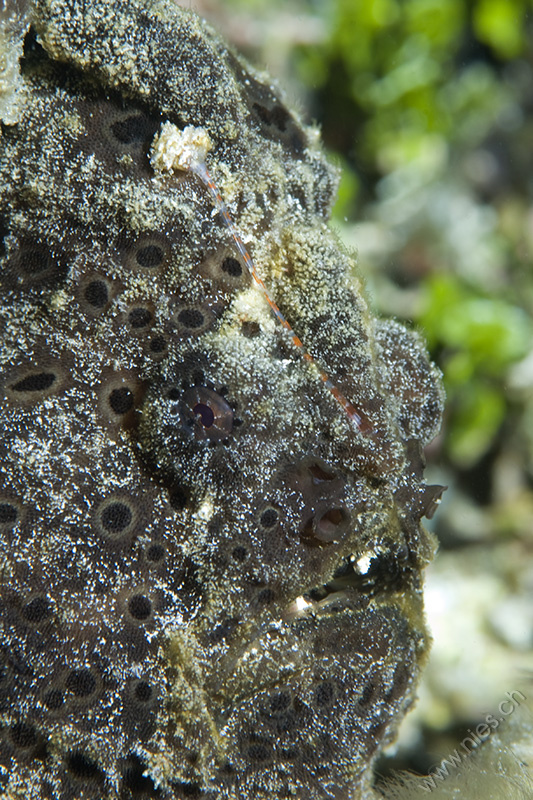 Frogfish