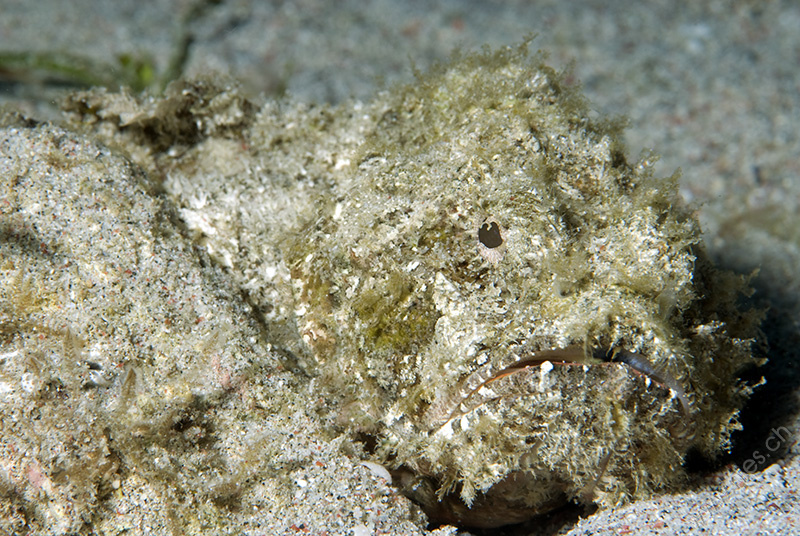 Scorpionfish