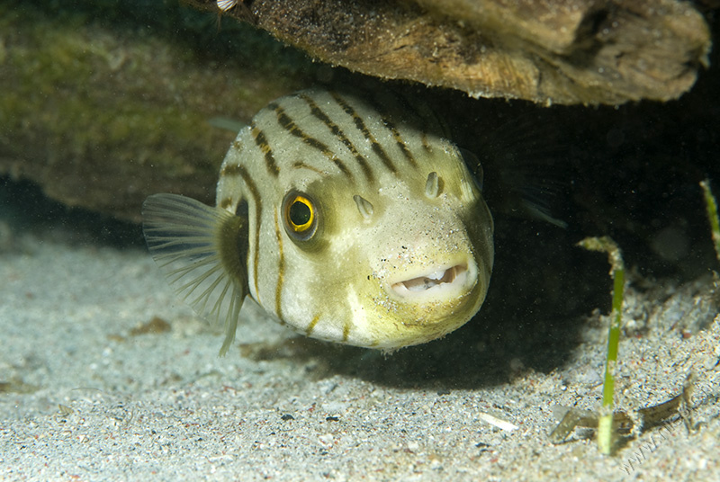 Pufferfish