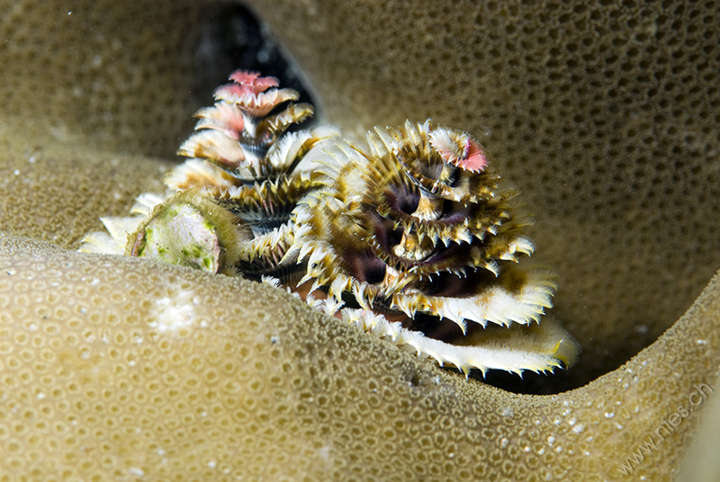 Christmas Tree Worm