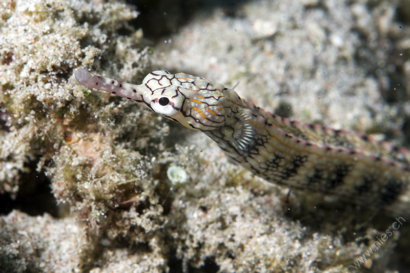 Network Pipefish