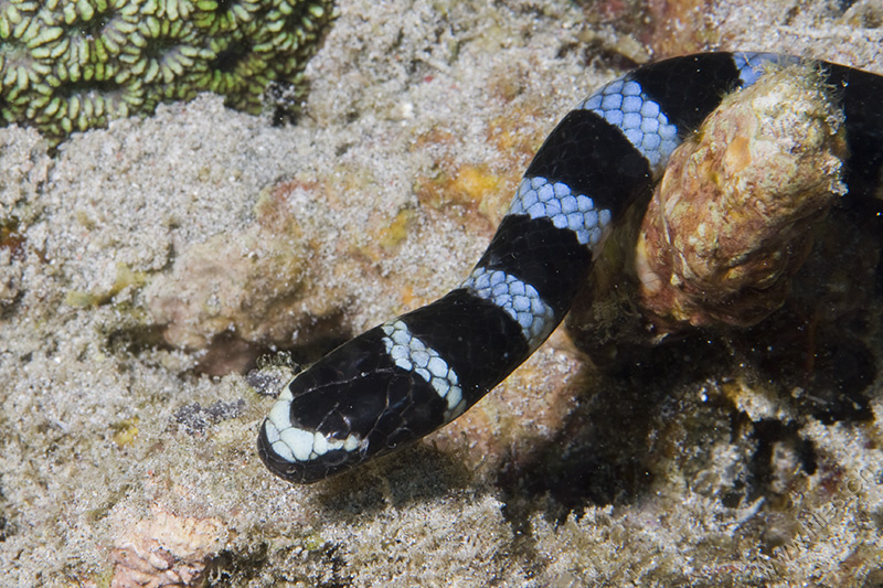 Sea Snake