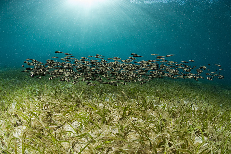 Coral Catfish