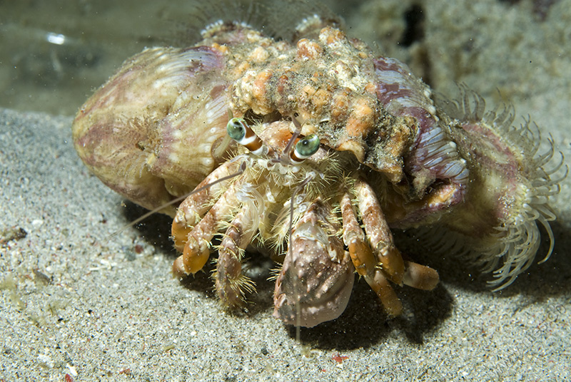 Hermit Crab