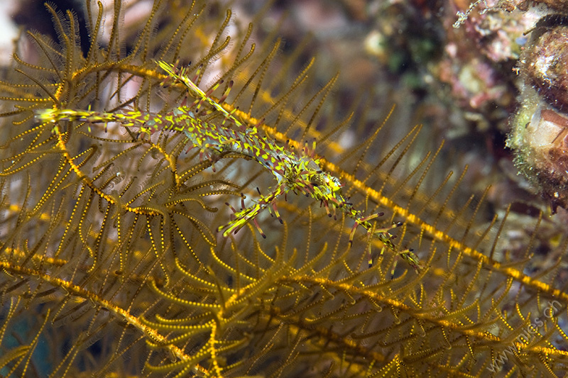 Geister-Pfeifenfisch