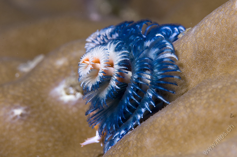 Christmastree Worm