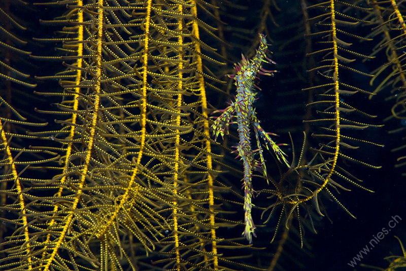 Ghost Pipefish