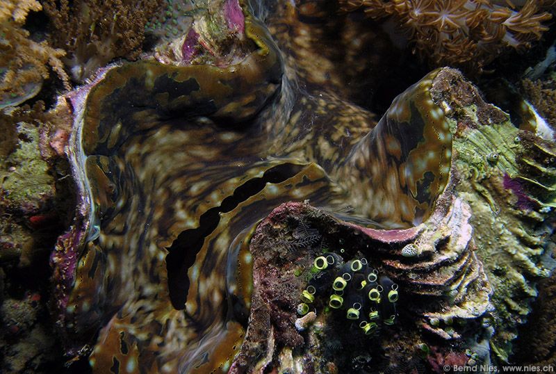 Giant Clam