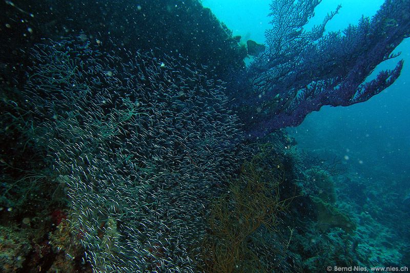 Swarm glass fish