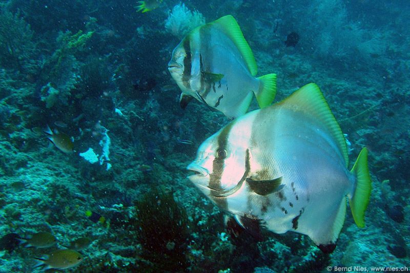 Bumphead bat fish