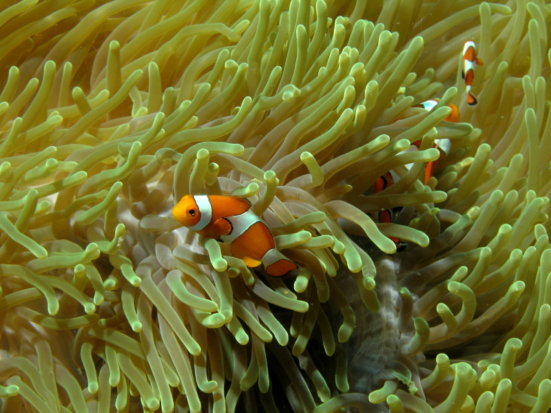 Three clownfish