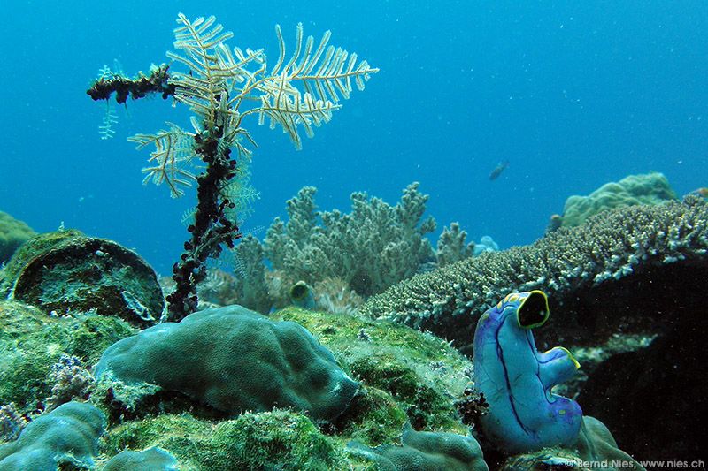 Coral trees