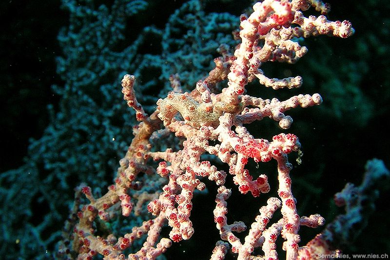 Pygmy Seahorse