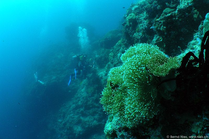 Pygmy seahorse paparazzi