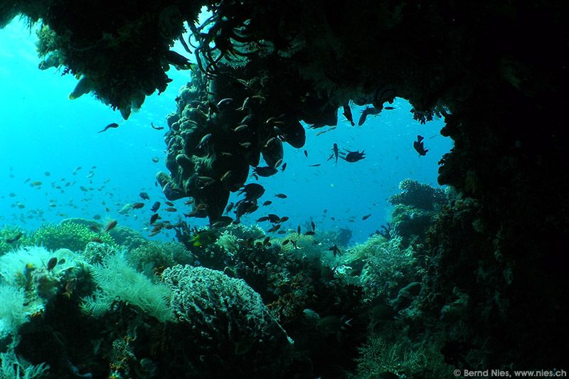 Underwater scene