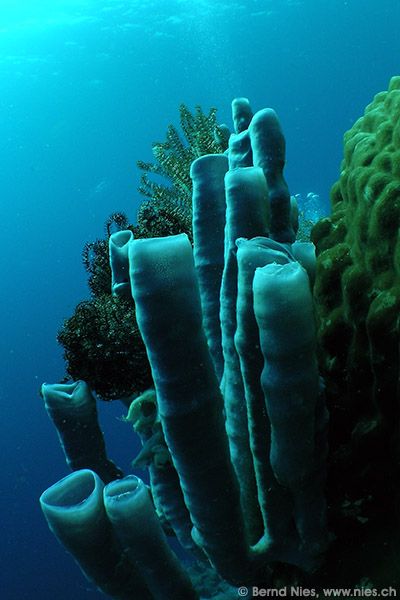 Tube sponges © Bernd Nies