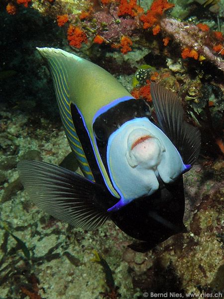 Emperor angelfish